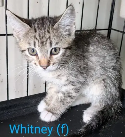 Whitney photo 2