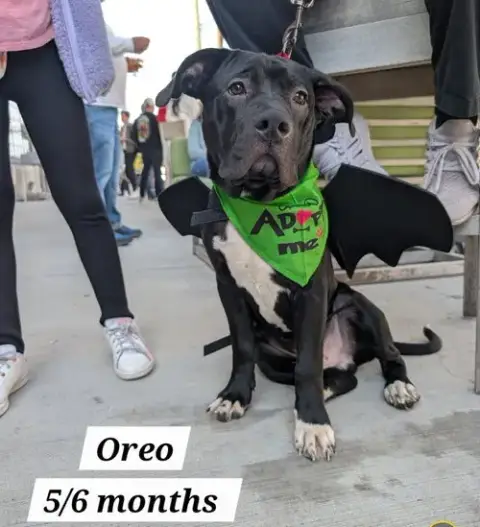 Oreo photo 2