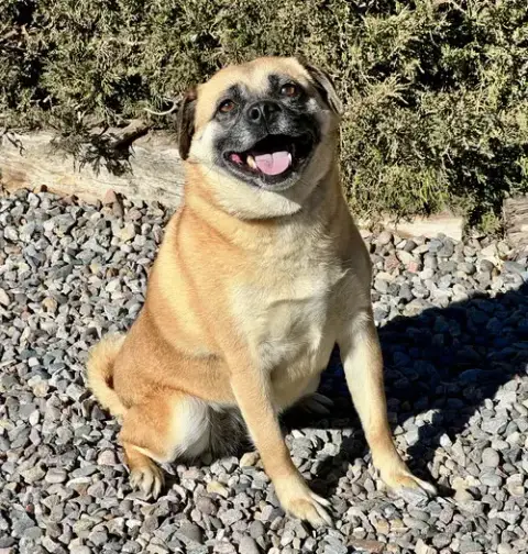 Radiant Ms Rosie ~ Sweet Puggle
