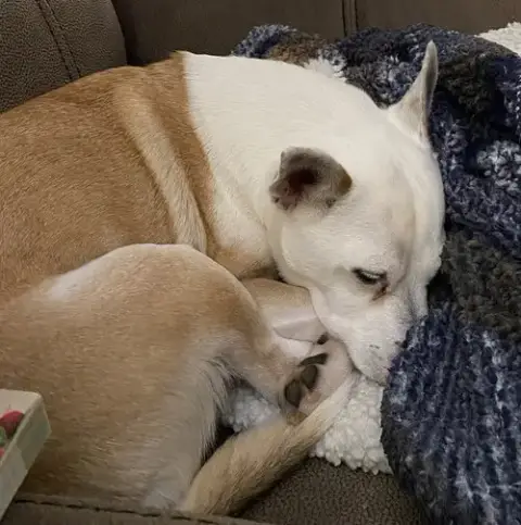 Bobo: Not At Shelter photo 3