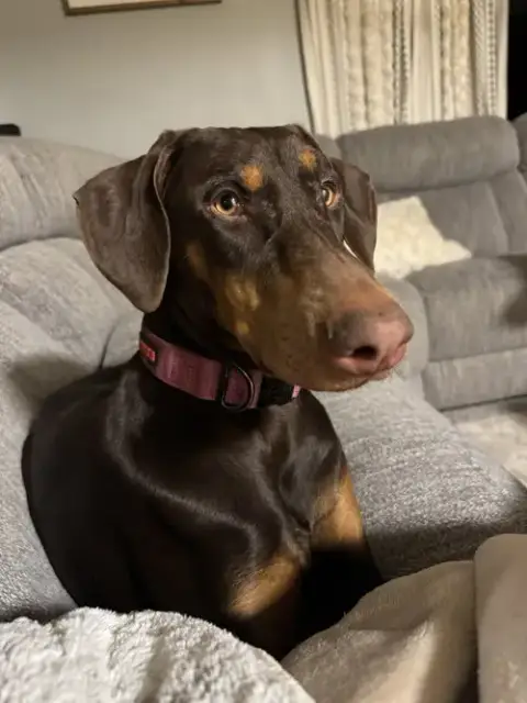 Heidi photo 2