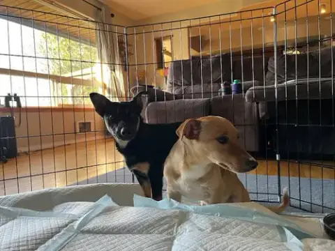 Charlie And Cody. Bonded Dorgi Brothers photo 5