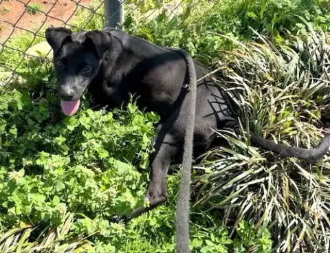 Gracie photo 2