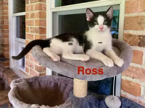 Ross photo 4