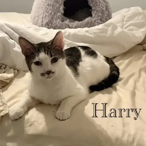 Harry photo 4