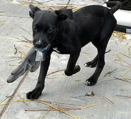 Gracie photo 4