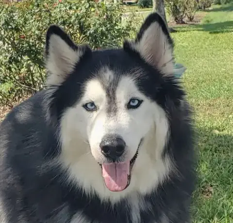 Charles #Husky-Poster-Dog photo 4