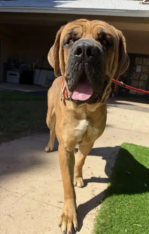 Mojo