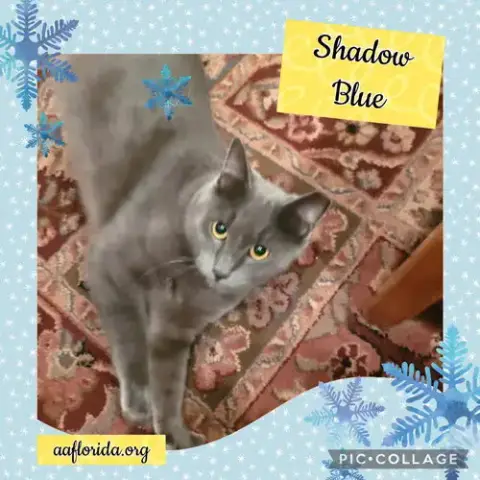 Shadow Blue