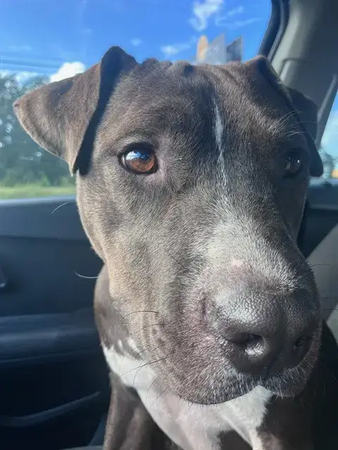 Mako