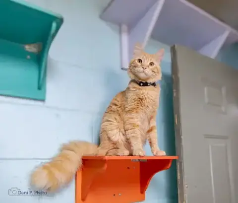 Simba photo 1