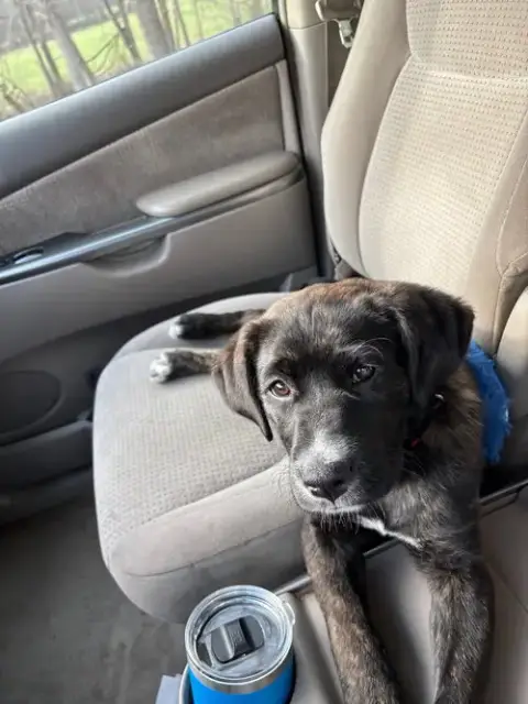 Dexter