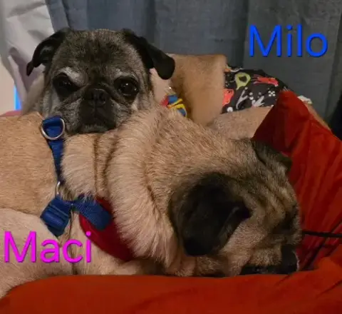 Maci photo 5