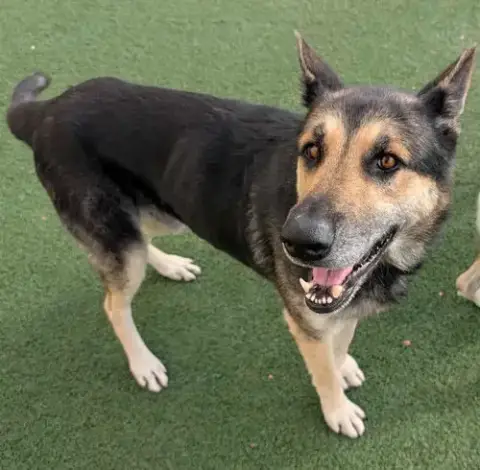 Archie $75 Adoption Fee! Diamond Dog! photo 3