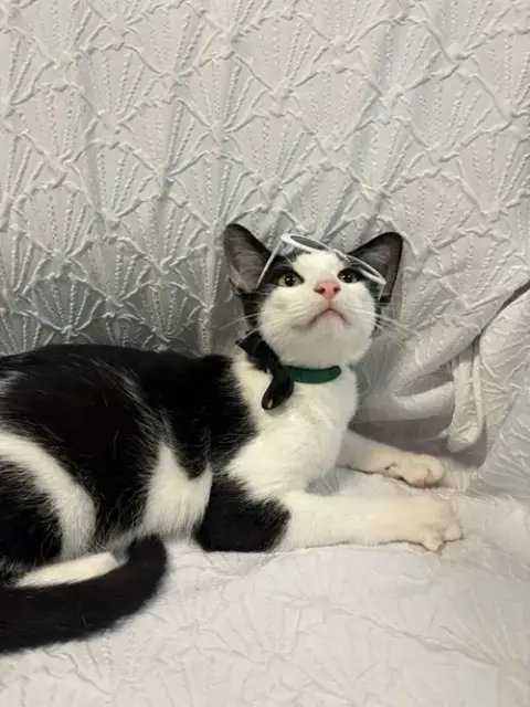 Tuck