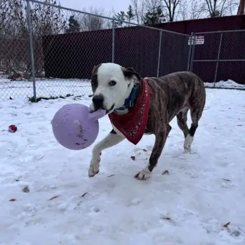 Snoopy photo 2