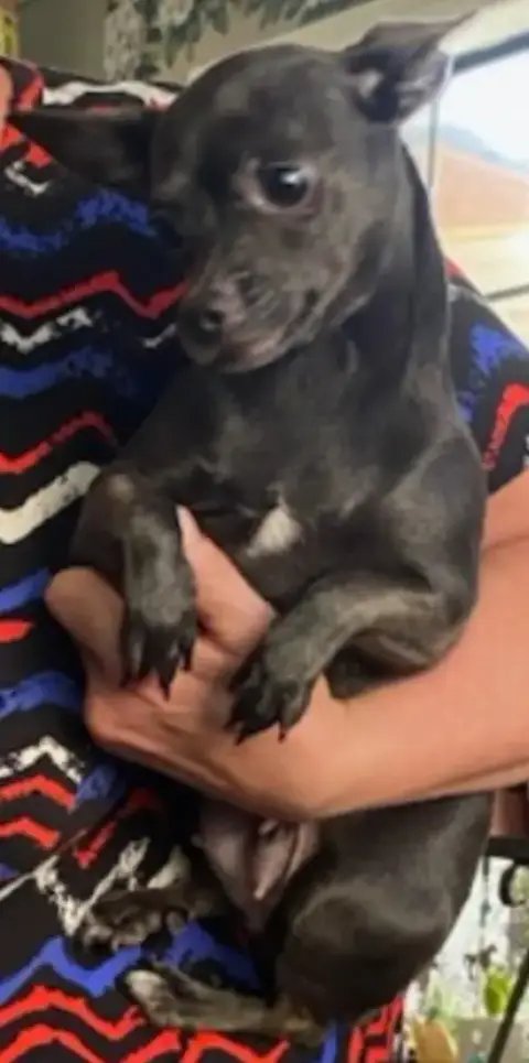 Hazel