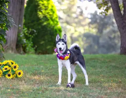 Nova Bonded With Koda photo 4