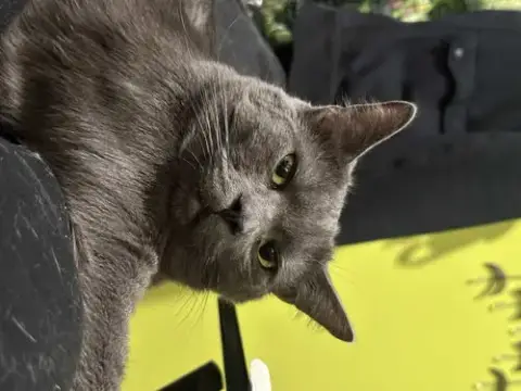 Gandalf The Gray photo 4