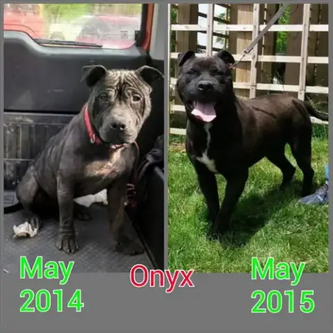 Onyx photo 2