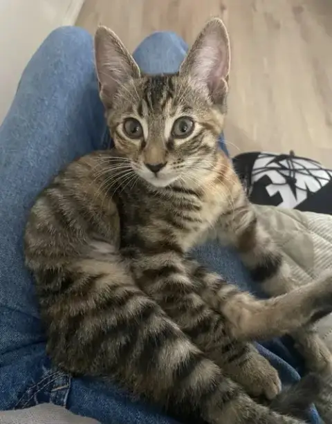 Munchkin photo 3