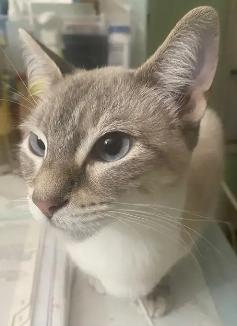 Sugar photo 4