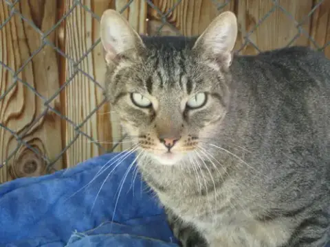 Tigger photo 2