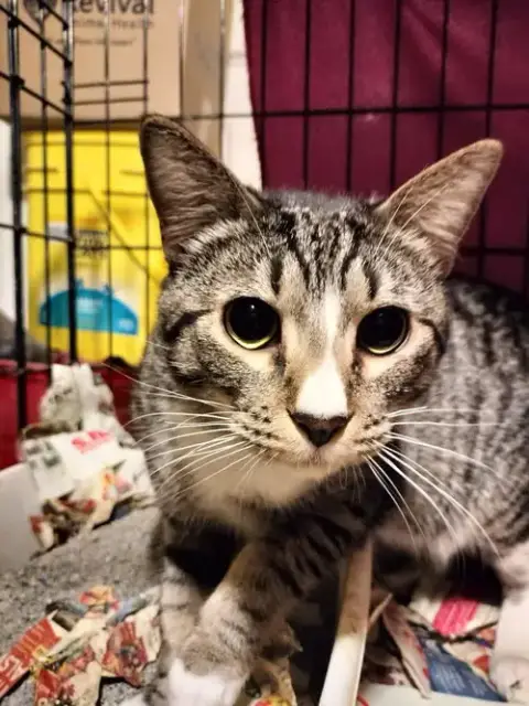 Tabby Boy photo 2
