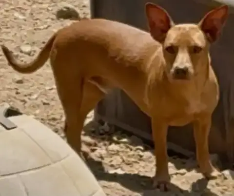 Dobby photo 2