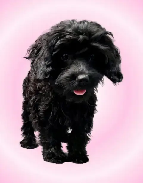 Harriet photo 4