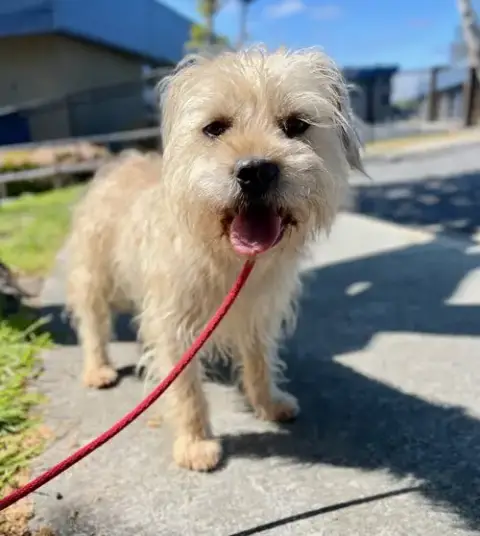 Chewy *Courtesy Post* photo 2