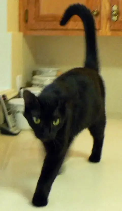 Tommy Tippy Toes photo 4