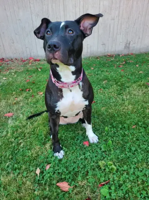 Sweet Rosie