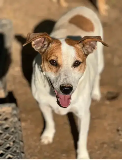 Roxie/Phyllis* photo 3