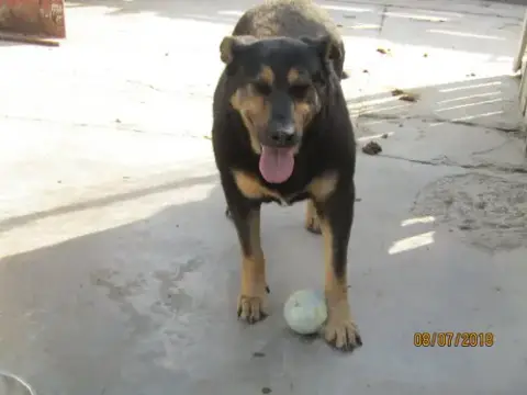 Rocky photo 3