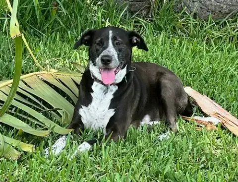 Lily Bahama Mama photo 2