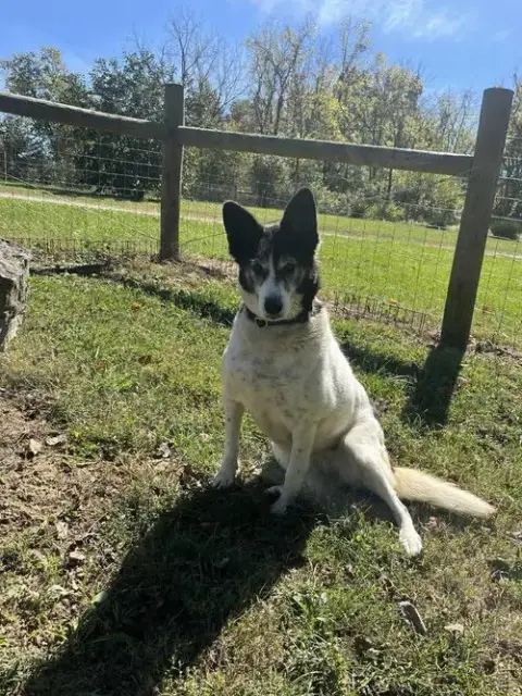 Roxi photo 2