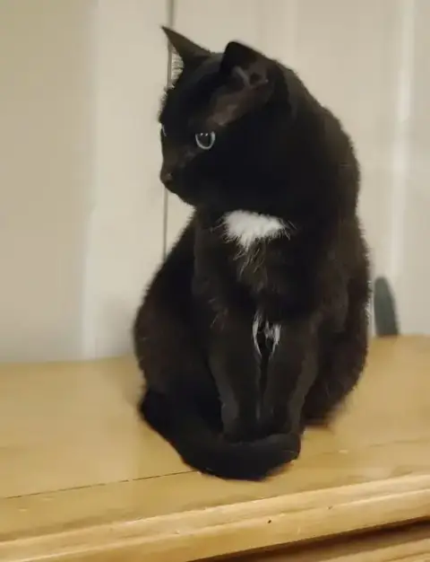 Bagheera photo 3