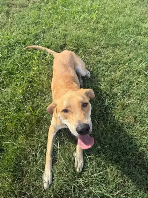 Hank photo 4