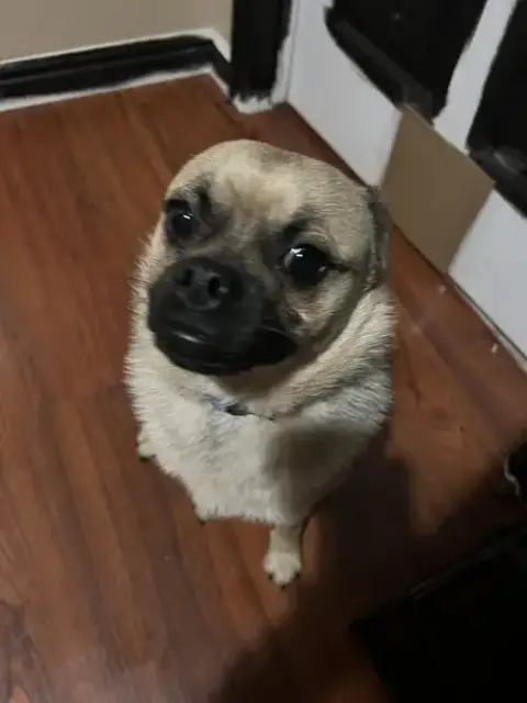 Obi photo 2