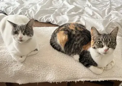 Lily & Daisy photo 2