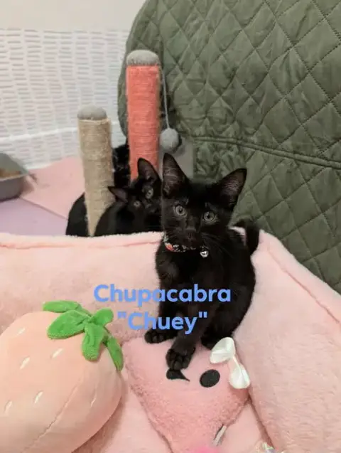 Chupacabra photo 4