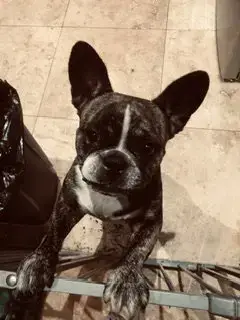 Oli Purebred Female French Bulldog photo 2