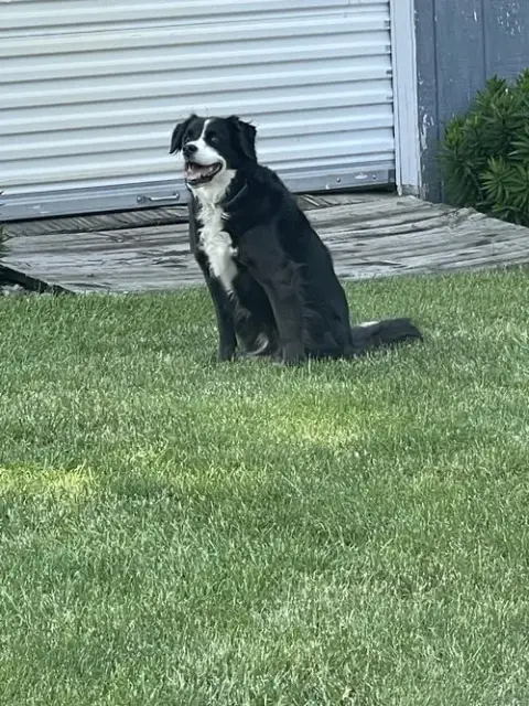 Phoebe photo 2