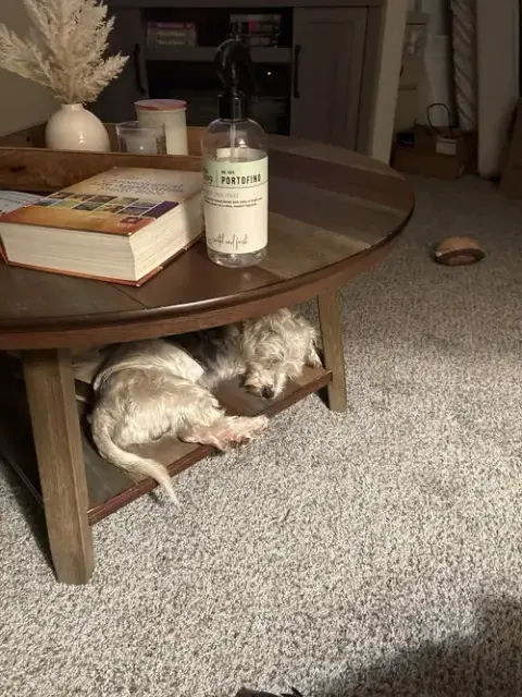 Gus photo 5