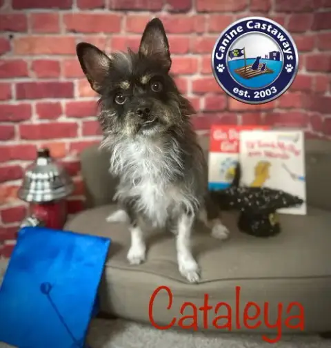 Cataleya photo 4