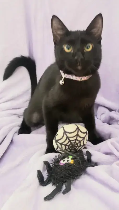 Gretel #Cute-Mini-Panther photo 4