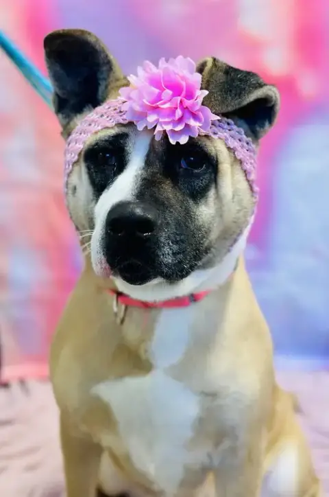 Hazel photo 4