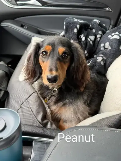 Peanut photo 3
