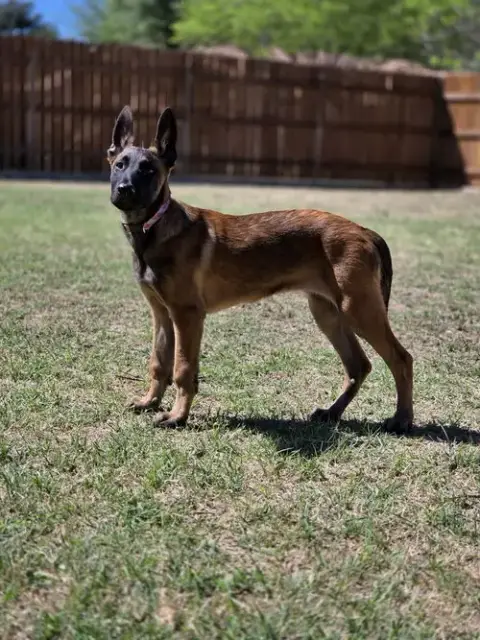 Shasha Located In Texas